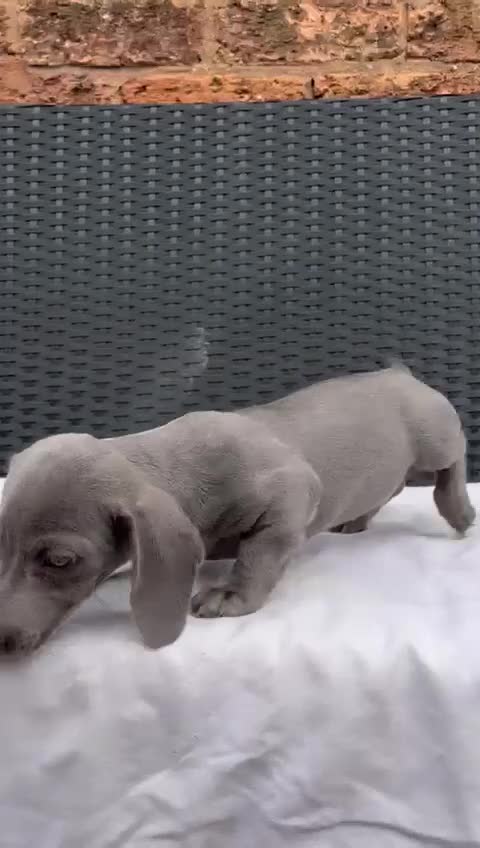 Miniature Dachshund dogs for stud: Blue KC Registered Miniature Daschund STUD in London - Video 4