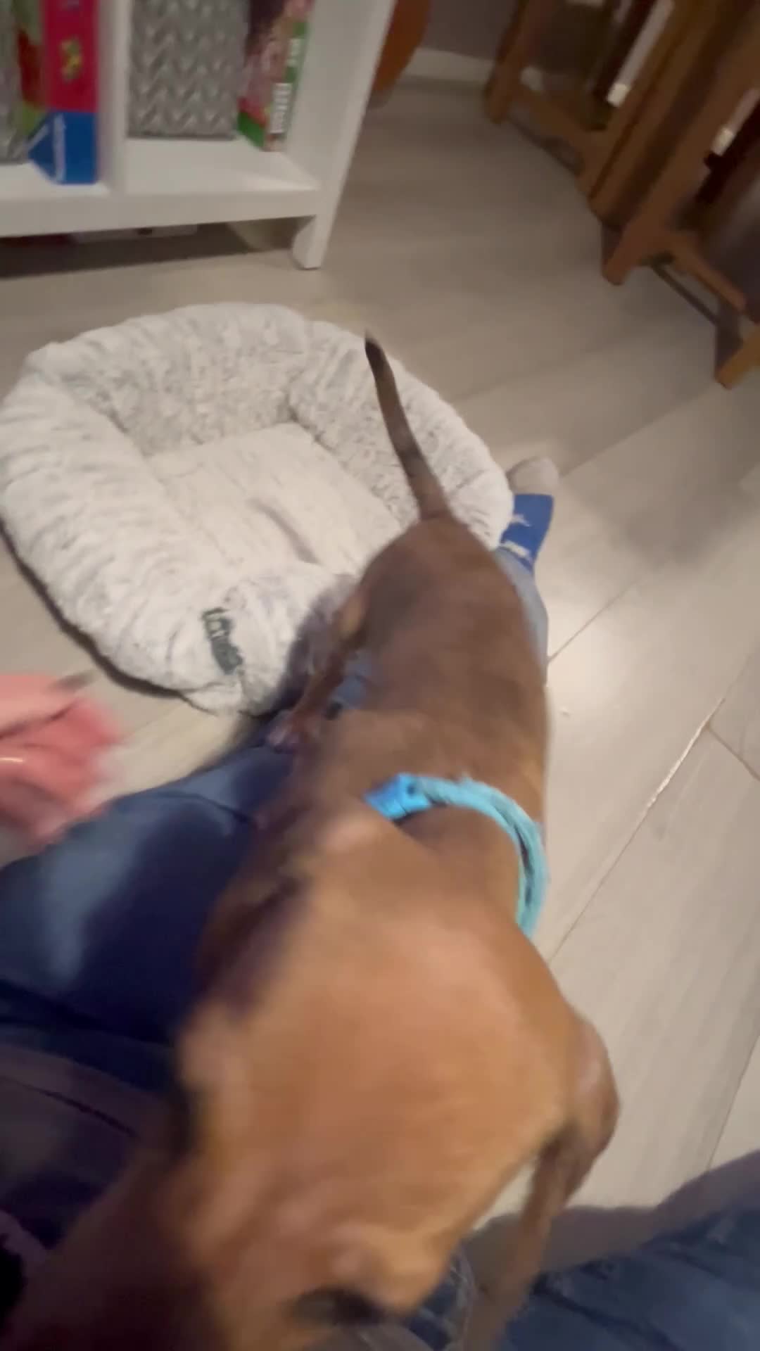 Mixed Breed dogs for sale: Maltese Cross Miniature Dachshund  - Video 5