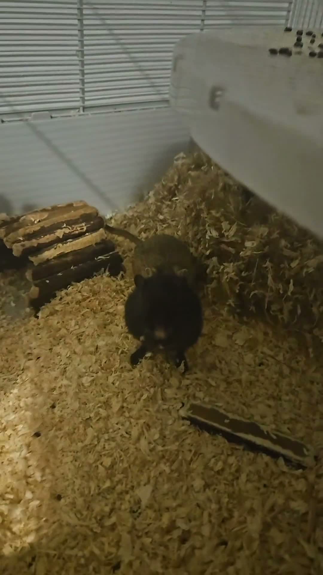 Gerbil rodents for sale: 3 male gerbils in Stockton-on-Tees - Video 1