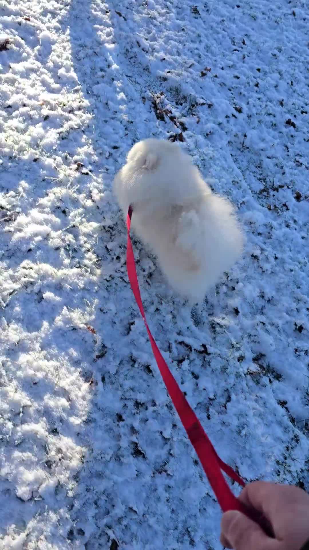 Pomeranian dogs for stud: 🌟 PREMIUM STUD SERVICE: "KIMCHI" 🌟 - Video 3