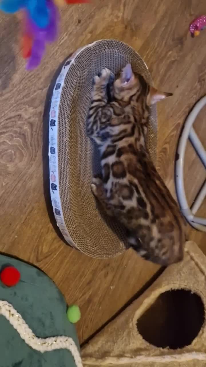 Bengal cats for sale: Beautiful kitten❤️Ready to go 😍  - Video 2
