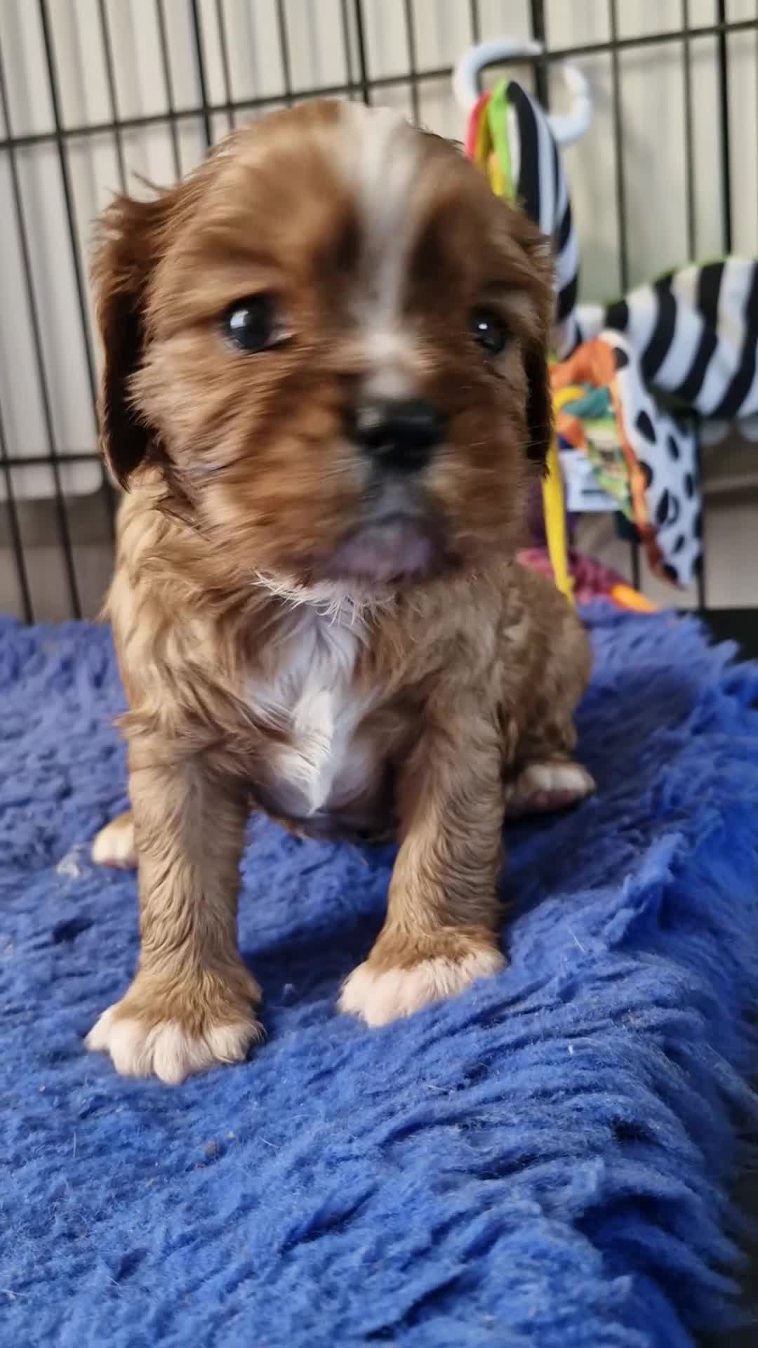 Cavalier King Charles Spaniel dogs for sale: KC reg Cavalier King Charles Spaniel puppies in Pudsey - Video 1