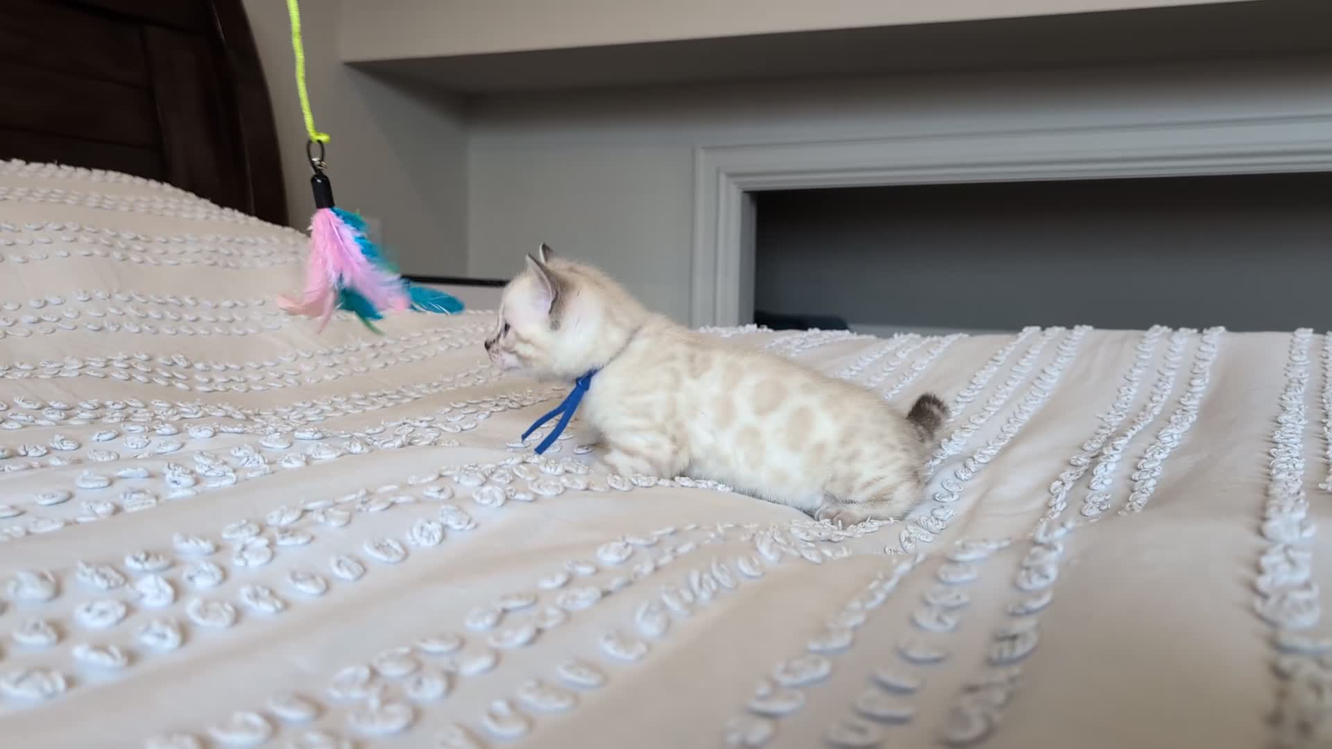 Bengal cats for sale: 🖤🤎🤍 ADORABLE BENGAL KITTENS 🤍🤎🖤 - Video 4