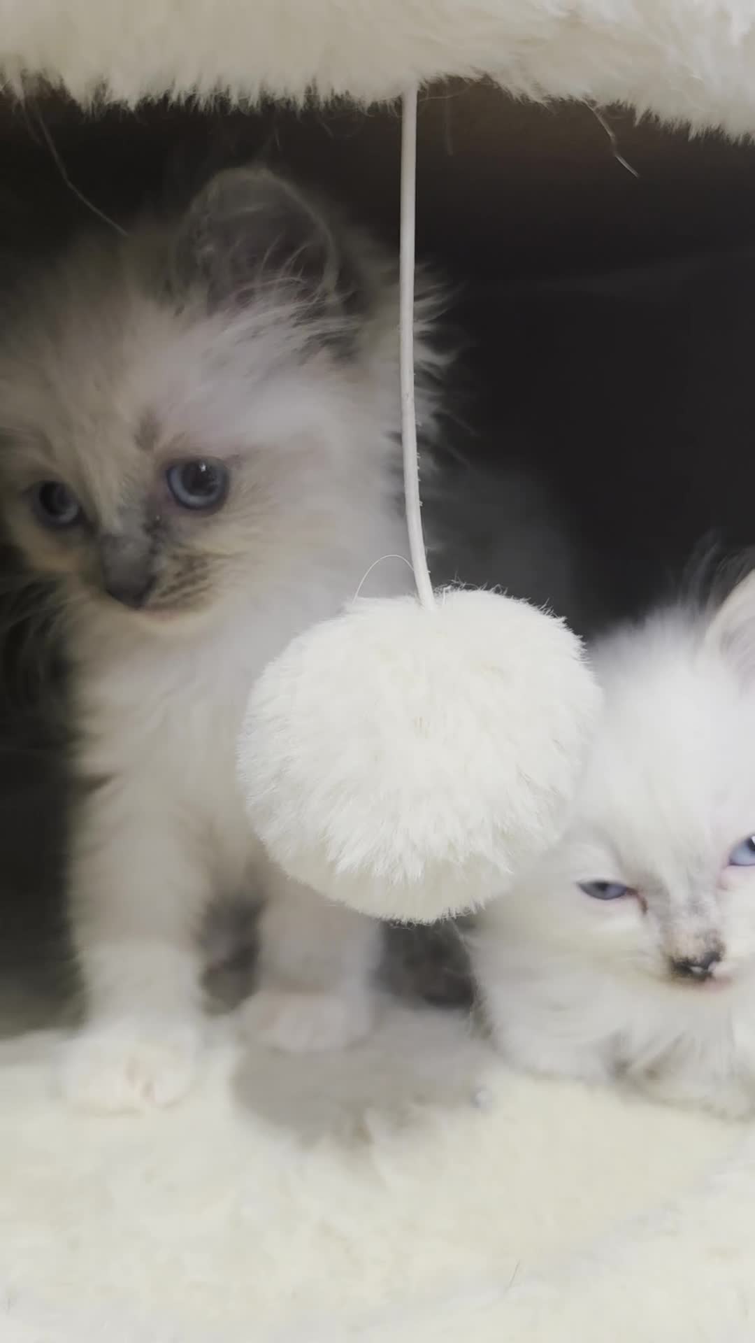 Ragdoll cats for sale: ragdoll kittens 😸  - Video 1