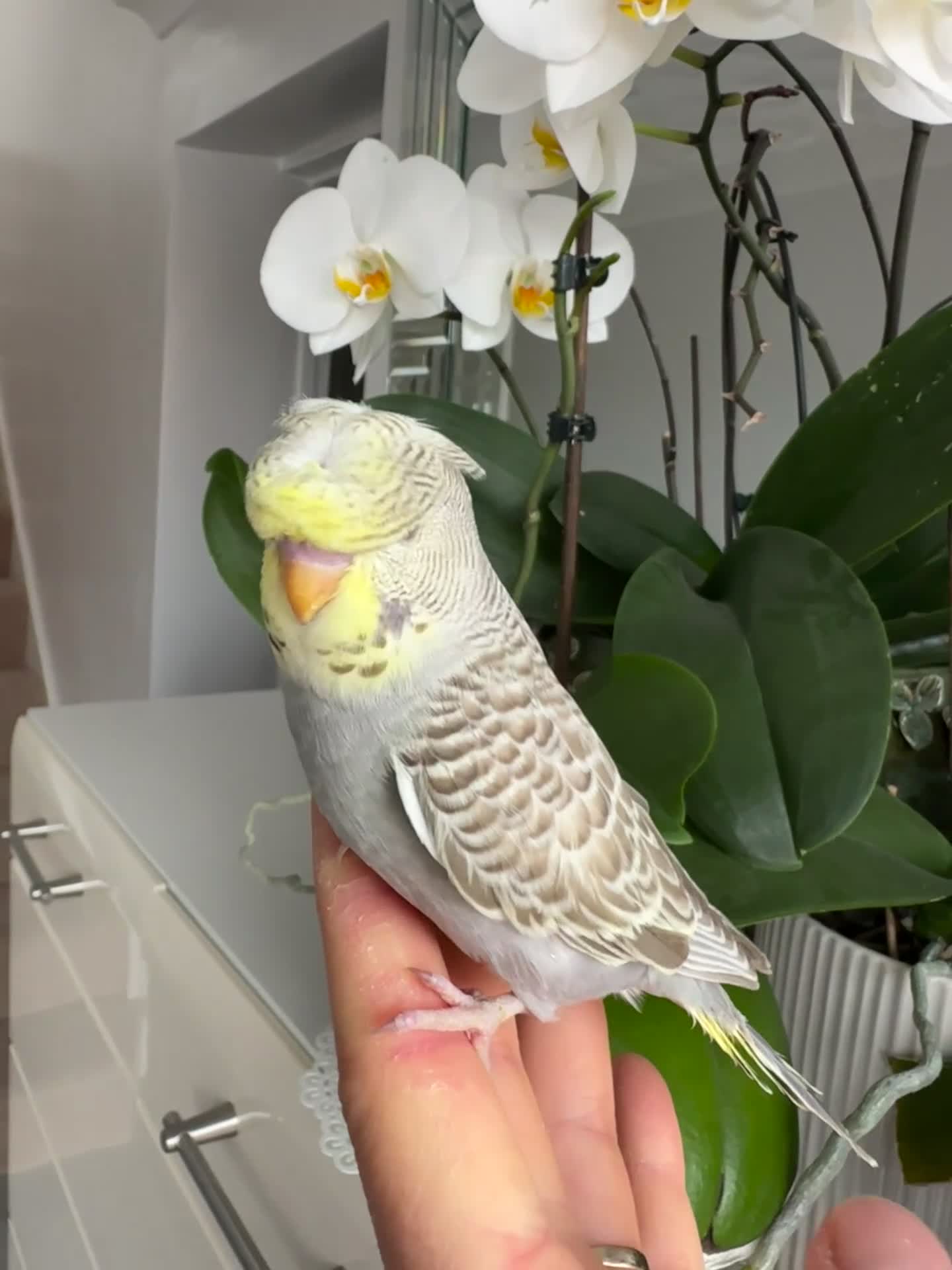 Budgerigars birds for sale: Hand Tame Crested female baby Budgie - Video 1