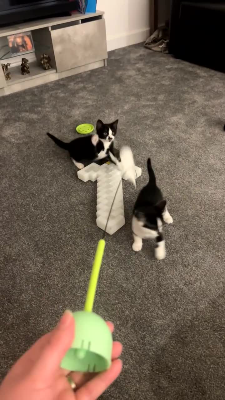 Domestic Shorthair cats for sale: Kittens  - Video 1