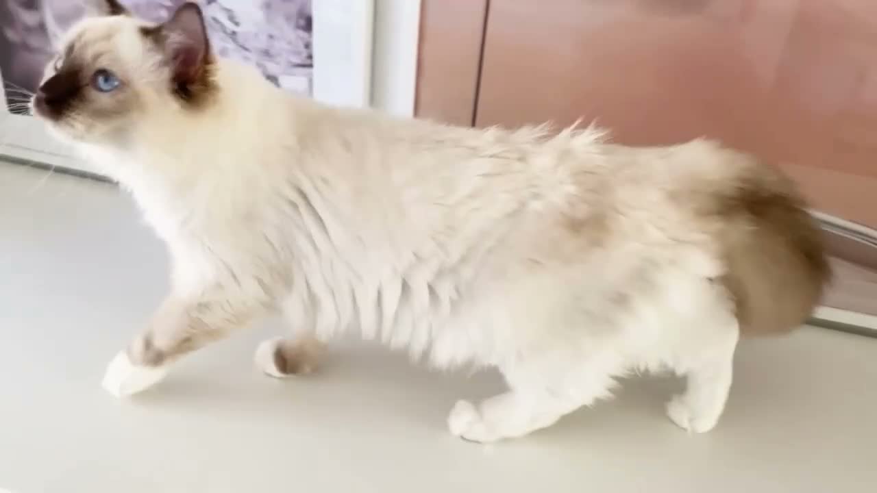 Ragdoll cats for sale: GCCF ACTIVE (FOR BREEDING) SEAL POINT MITTED GIRL - Video 1