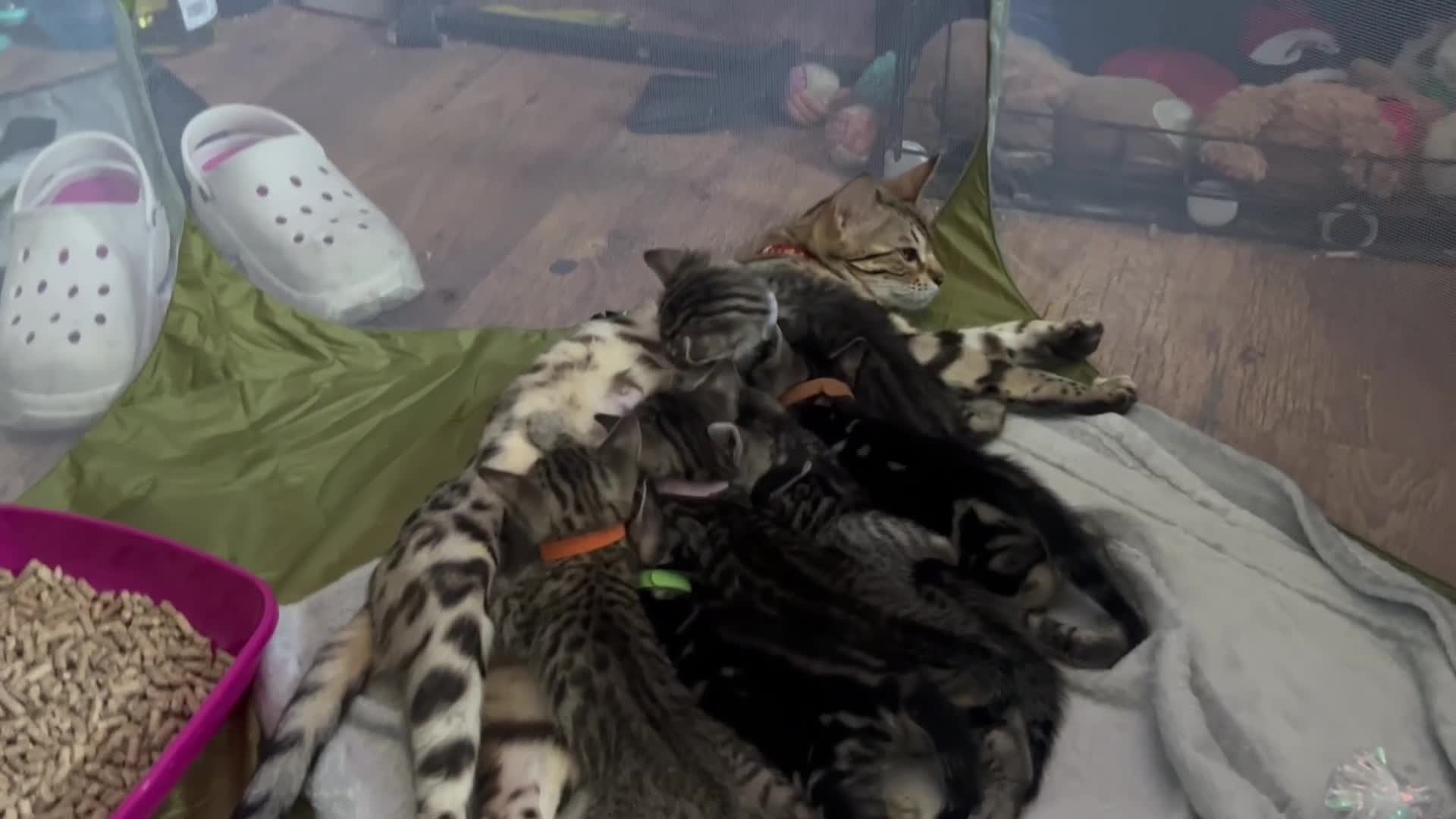 Bengal cats for sale: Mix Bengal kittens for sell in Corby - Video 3