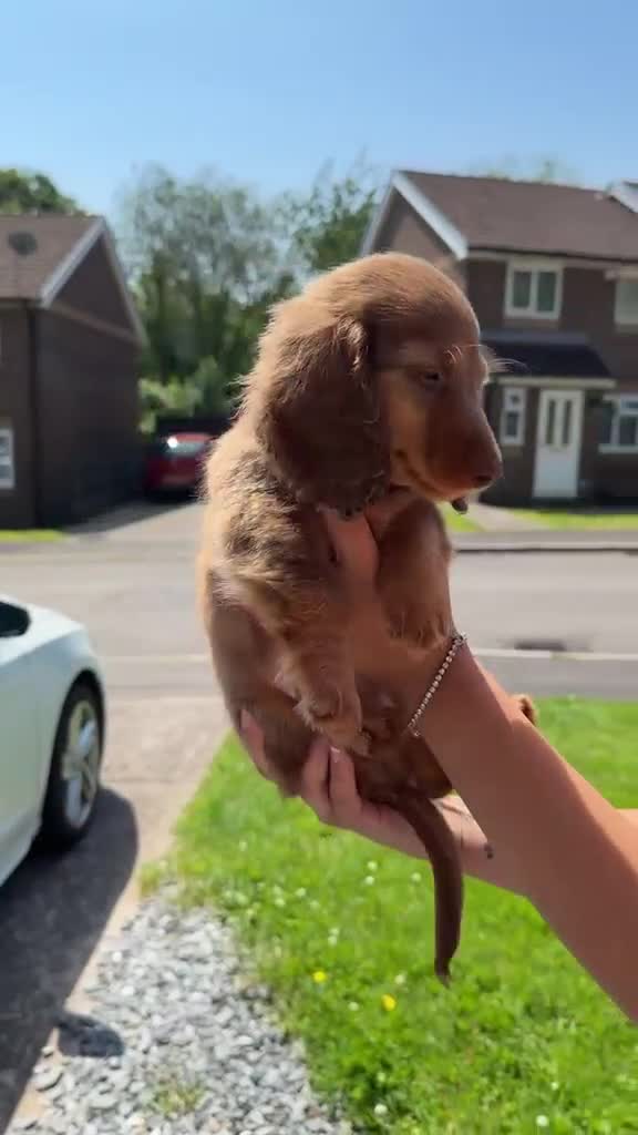 Miniature Dachshund dogs for sale: ✨LAST FEMALE miniature longhair dachshund  - Video 4