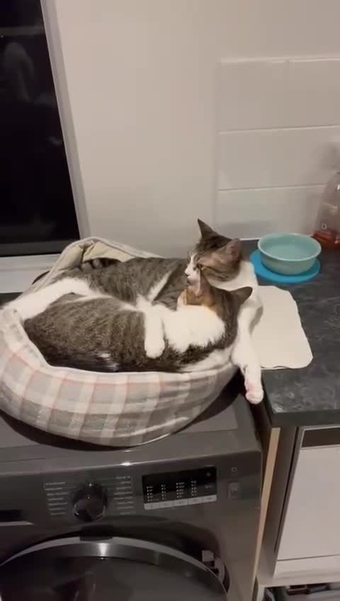 Mixed Breed cats for adoption: [Indoors Only] Lex & Luthor - Adorable Brothers! - Video 1