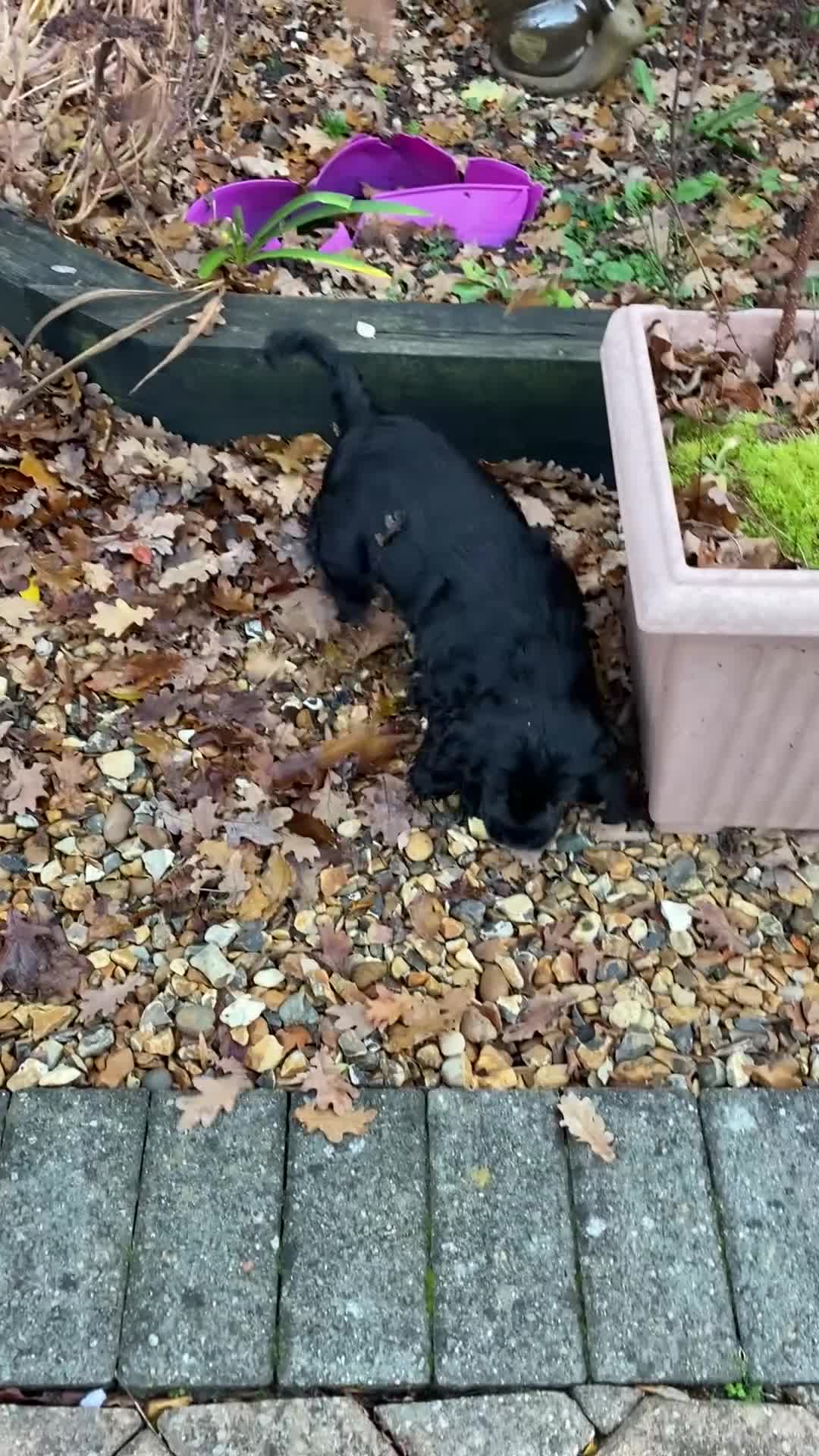 Cocker Spaniel dogs for sale: Stunning loveable black puppy - Video 1