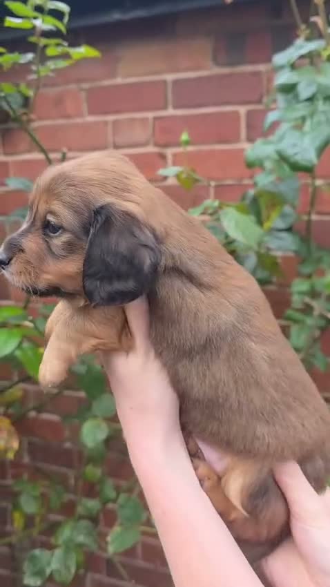 Miniature Dachshund dogs for sale: ⭐Long-Haired Miniature Dachshund Puppies⭐ - Video 3