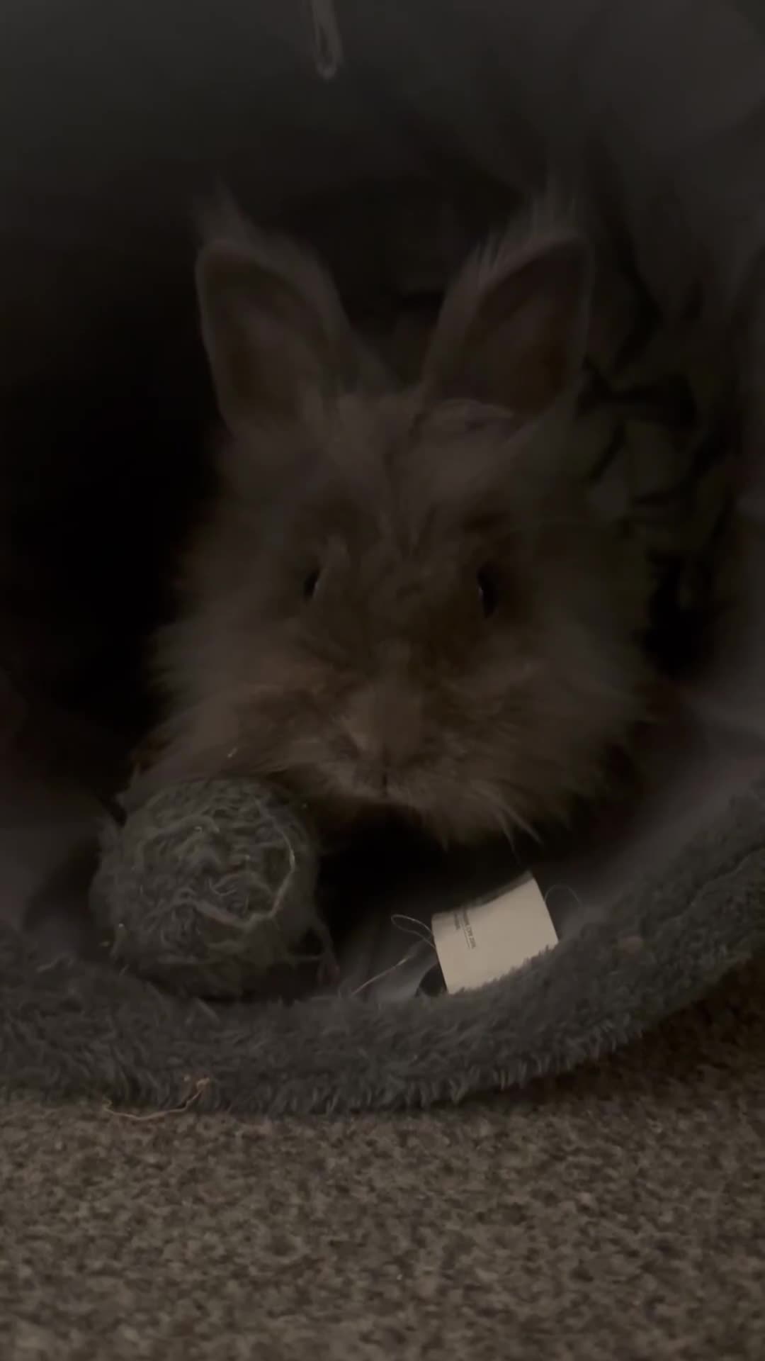 Mini Lion Lop rabbits for sale: Mini lop and double mane lionhead rabbits - Video 2