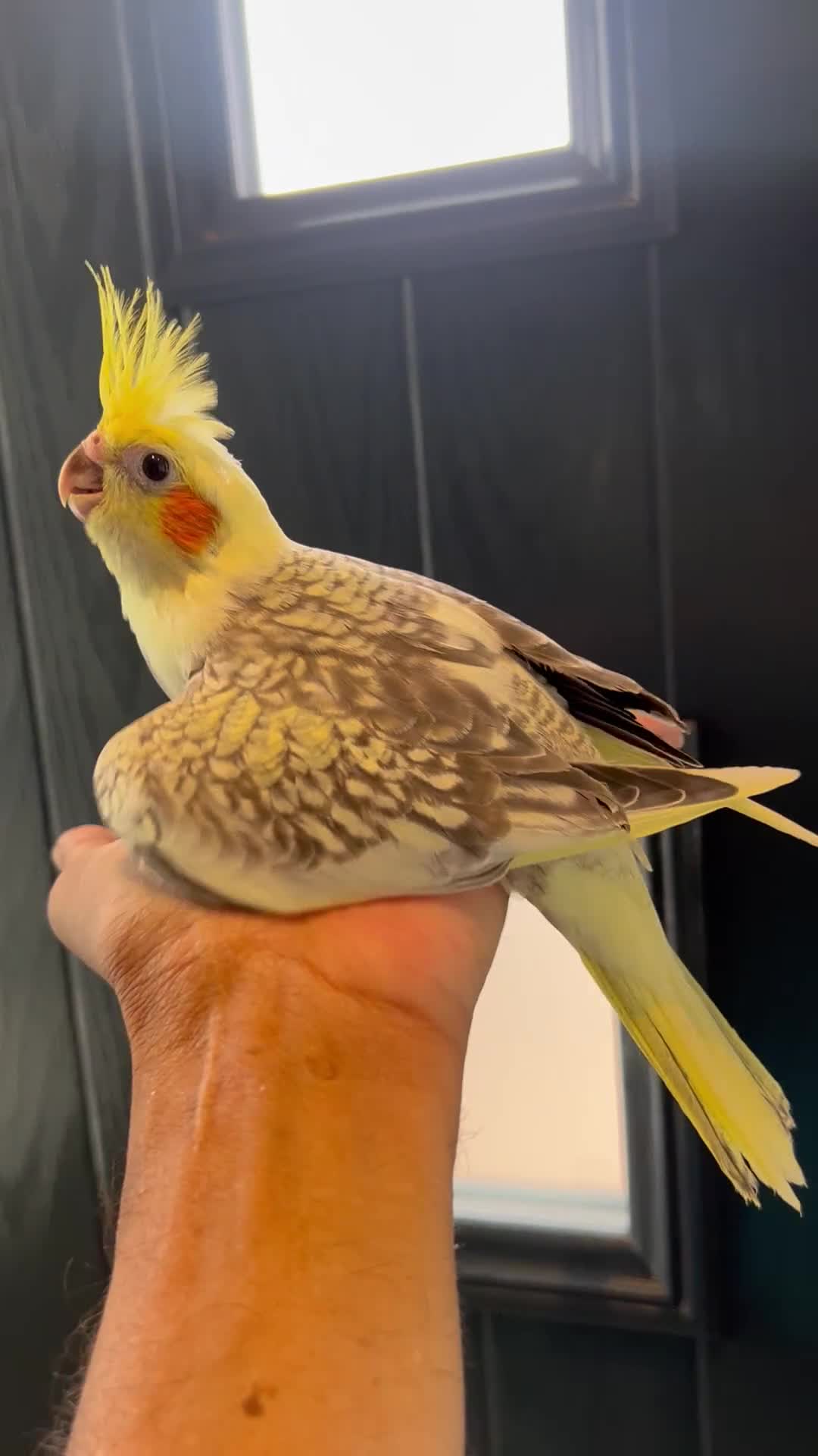 Mixed Breed birds for sale: Tame cocktails and breeding pair clearance  - Video 1