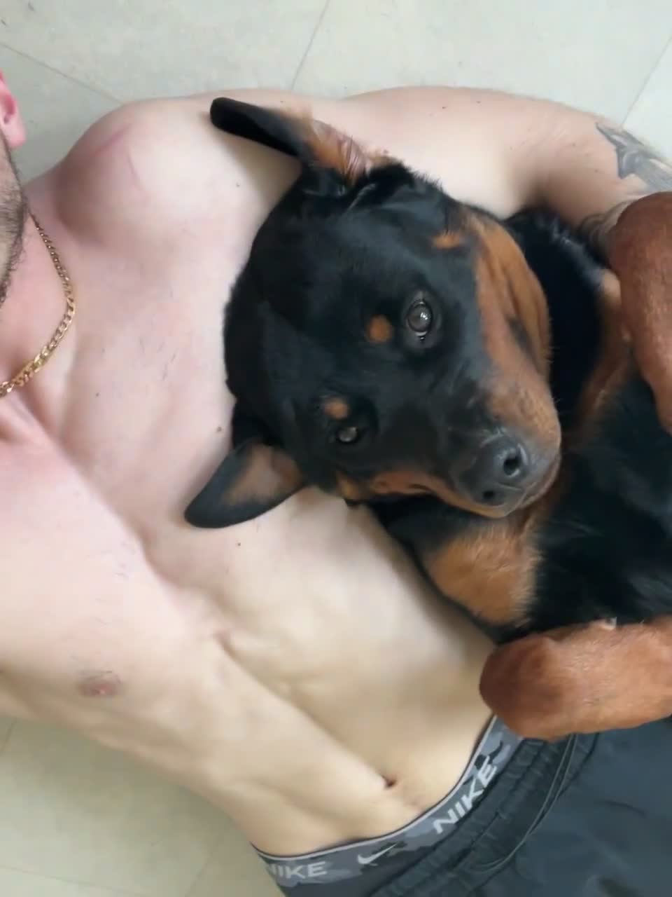 Rottweiler dogs for sale: Loving home needed for Hades 4 years old - Video 3
