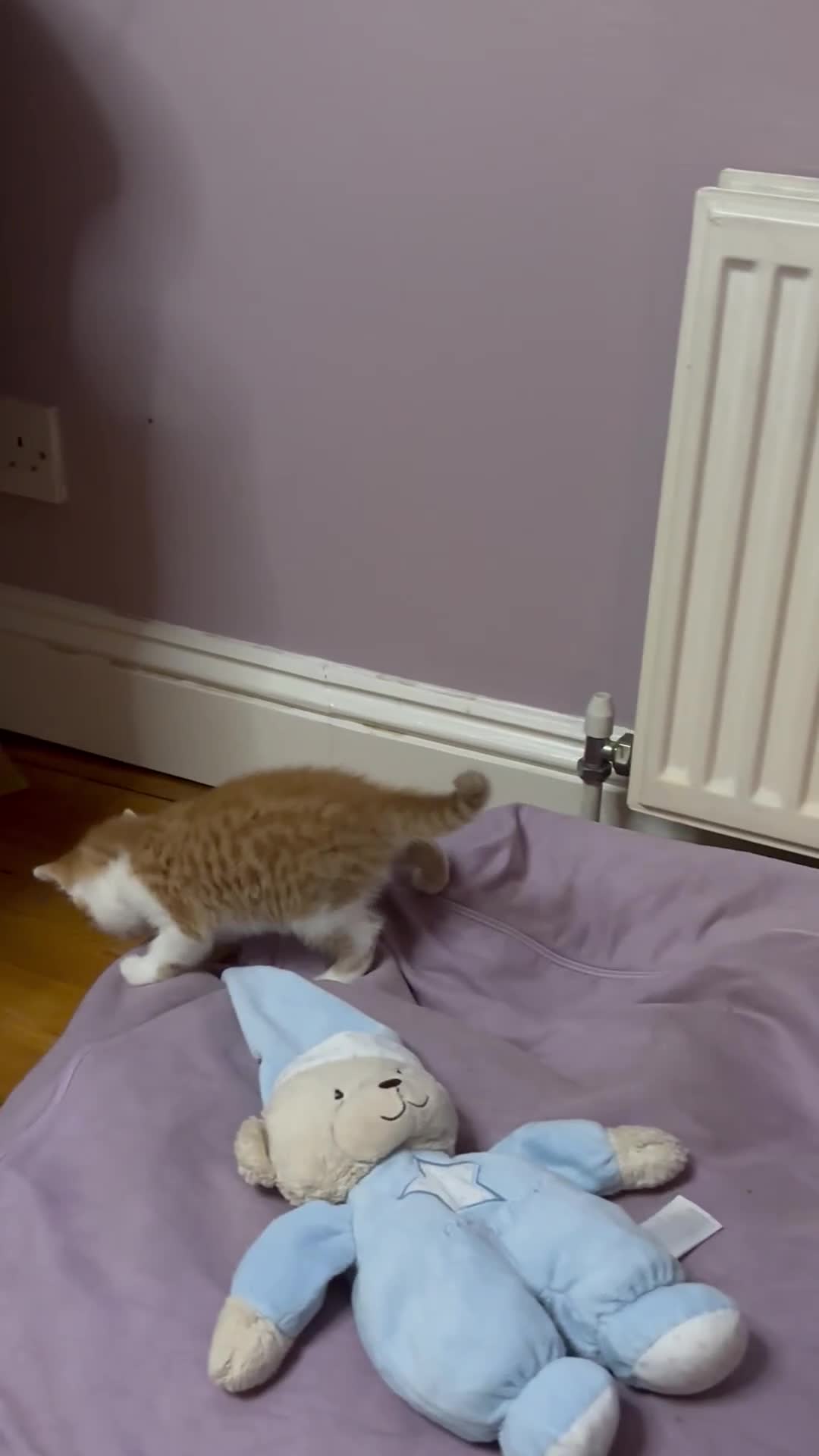 Mixed Breed cats for sale: Kittens stunning mainecoonxbengal ready today 🐈💖 - Video 2