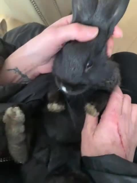 Flemish rabbits for sale: Flemish giant cross - Video 2