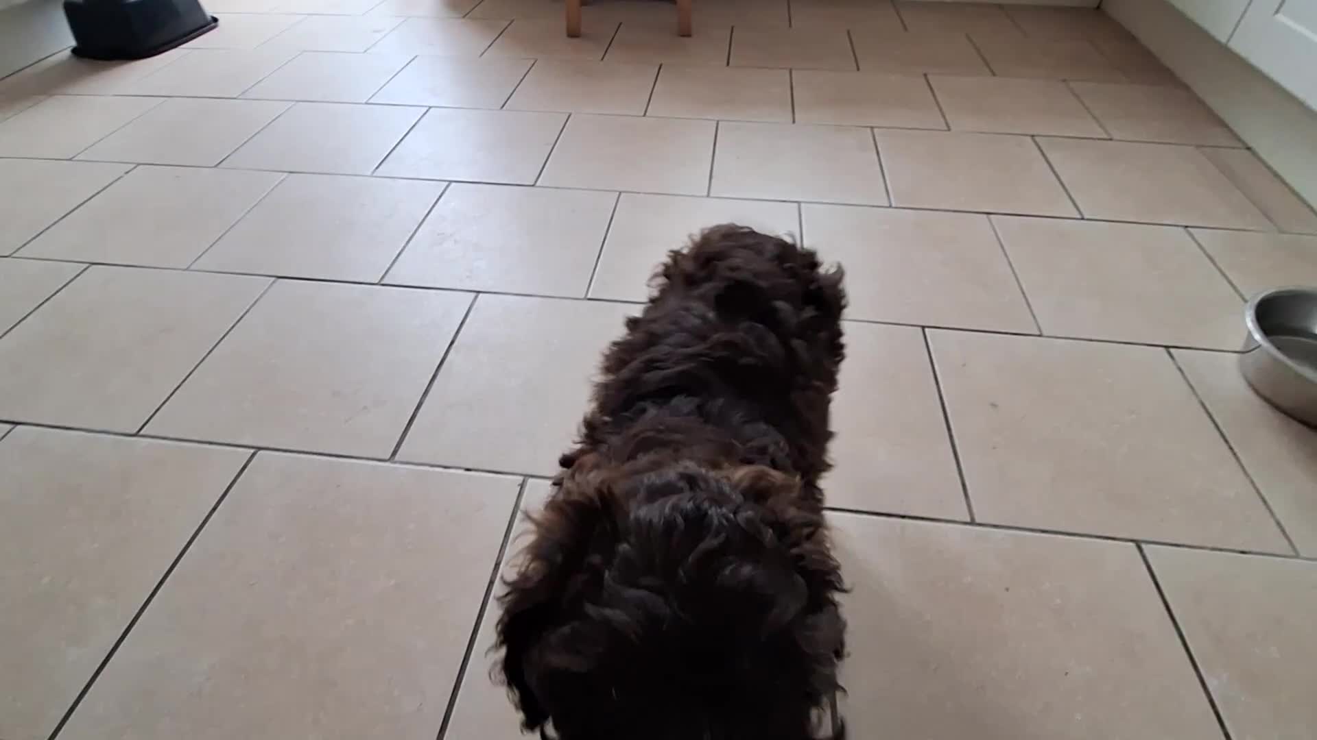 Cockapoo dogs for sale: Three beautiful cockapoo boys - Video 1