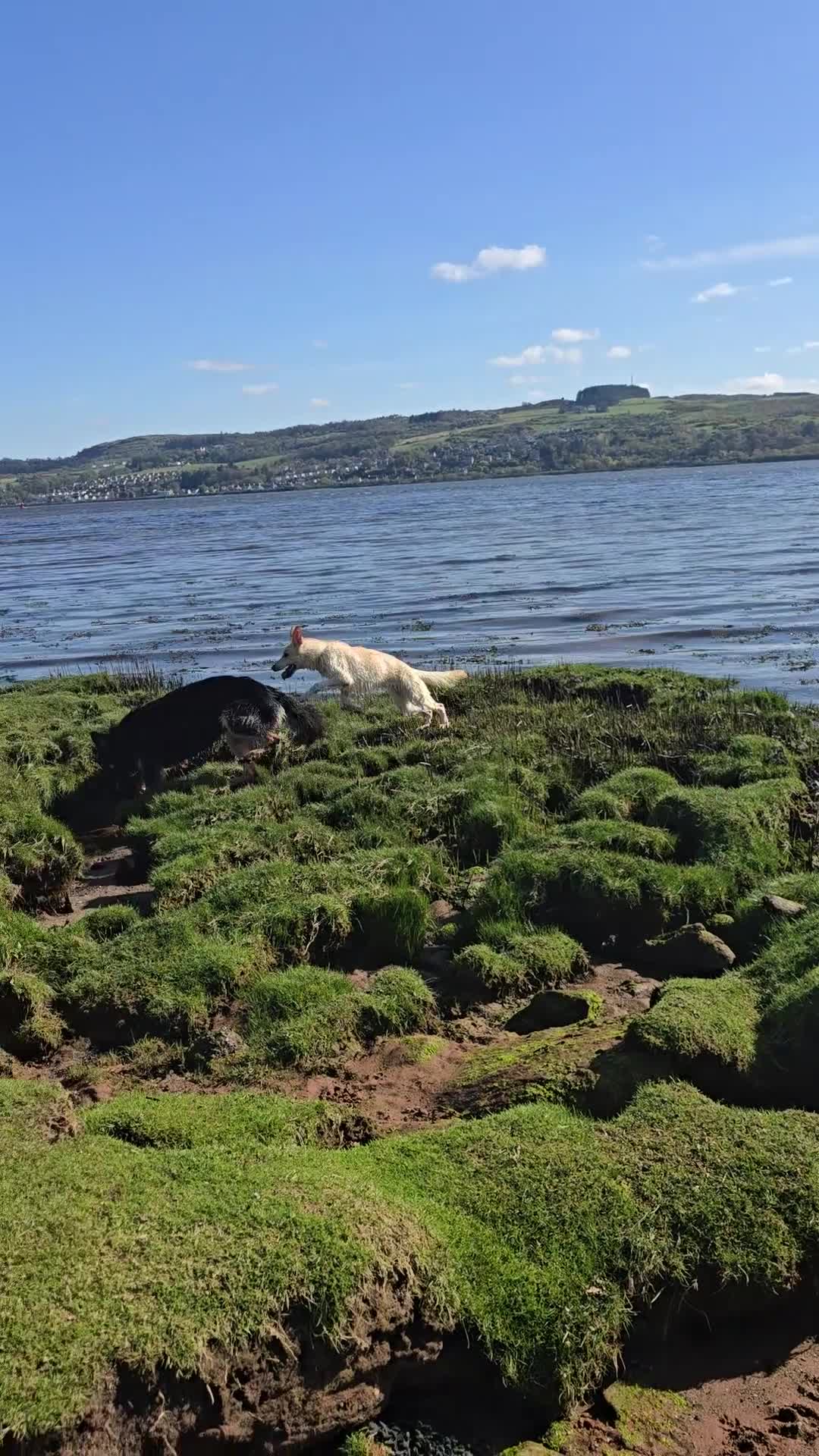 German Shepherd dogs for sale: German shepherd's for sale  in Dumbarton - Video 3