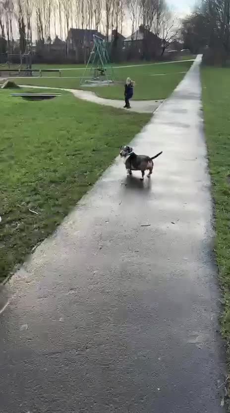 Mixed Breed dogs for adoption: 🐾Meet NORMAN 🐾 - a Lovely Boy for a Loving Home  - Video 3