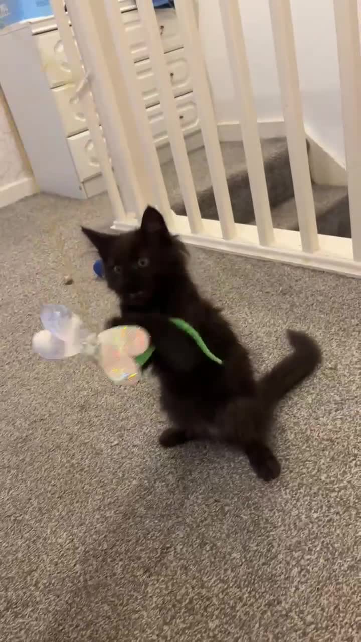 Maine Coon cats for sale: ✨ Last Remaining Black Smoke Maine Coon Kitten - Video 3