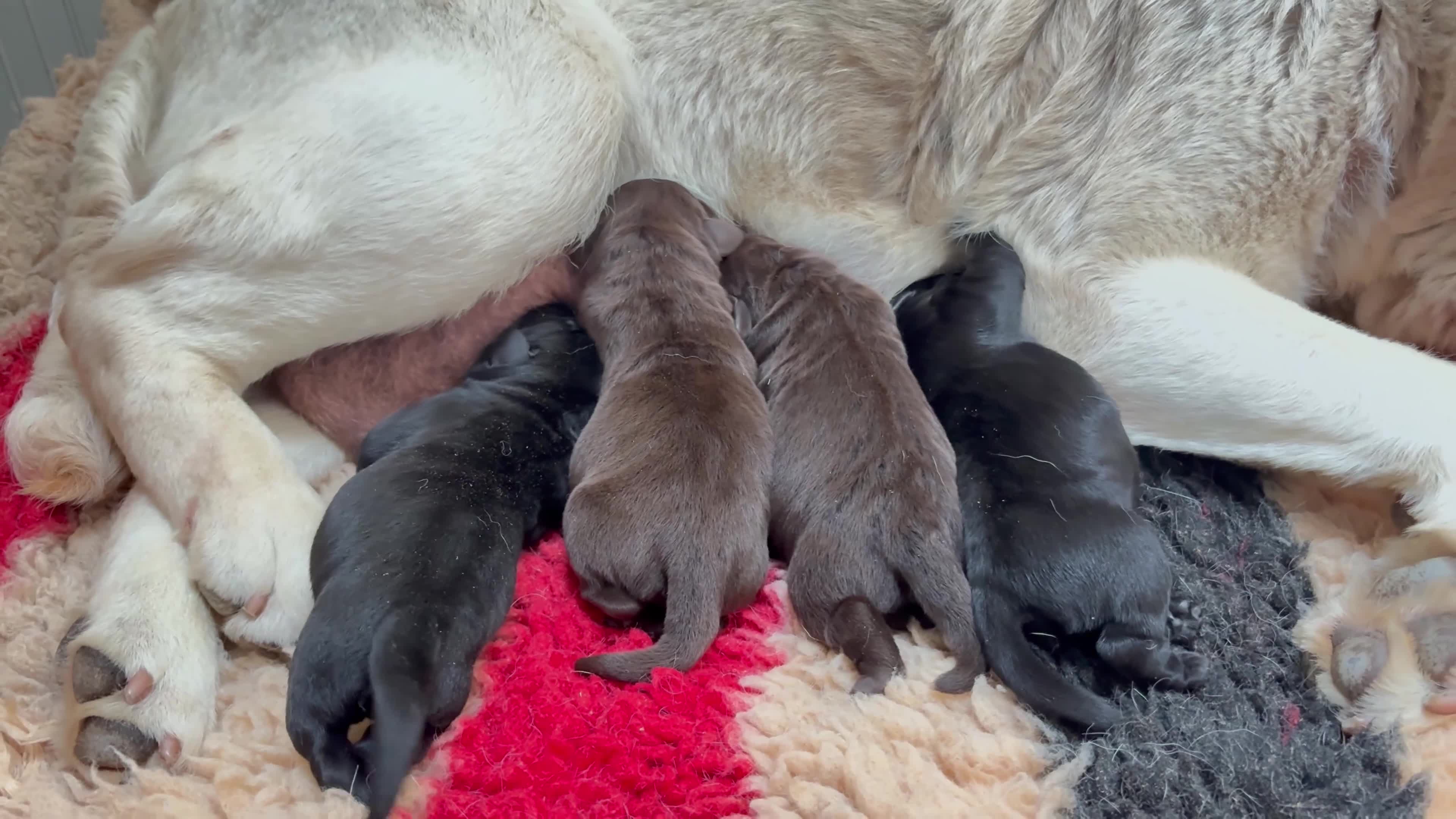 Labrador Retriever dogs for sale: KC registered Labradors - Video 1