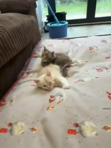 Maine Coon cats for sale: Superb full pedigree Maine Coon Kittens  - Video 4