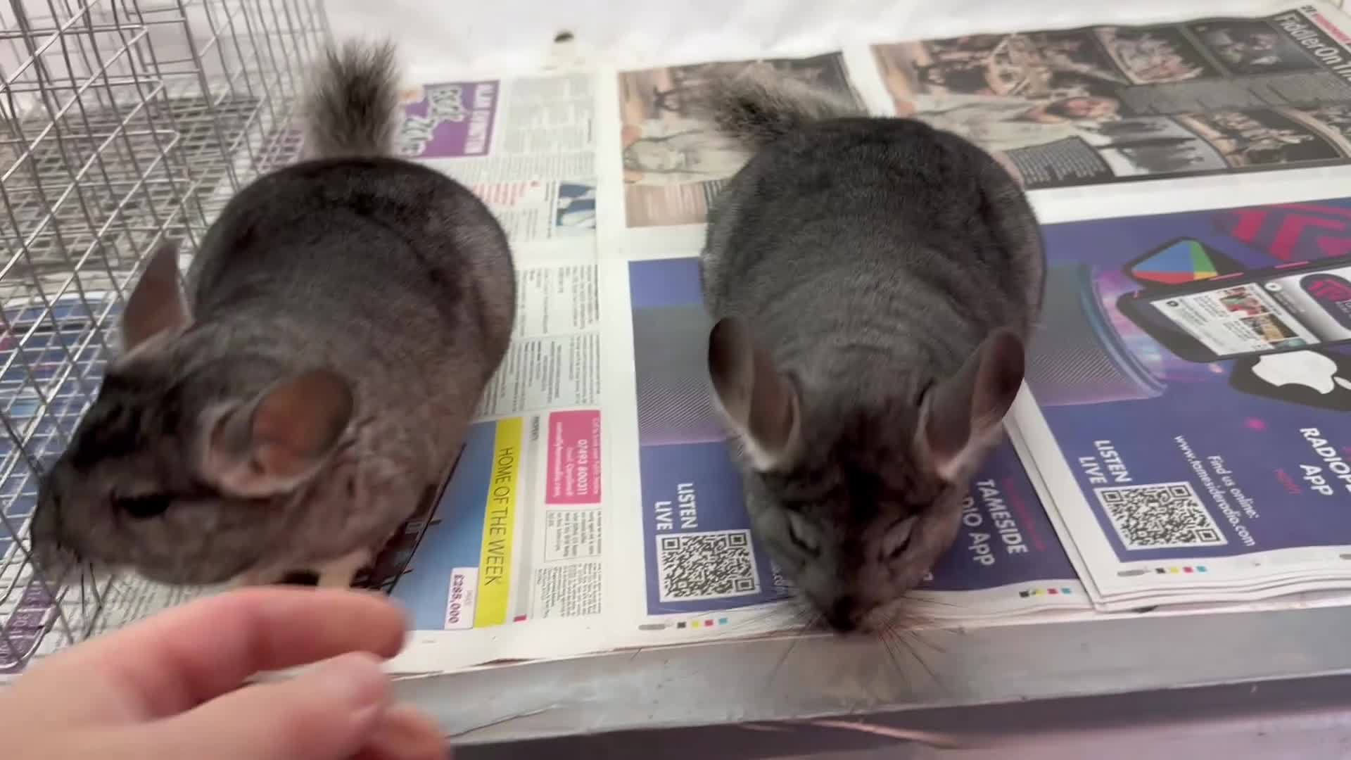 Chinchilla rodents for sale: Millie & Maisy, super tame standard sisters - Video 1