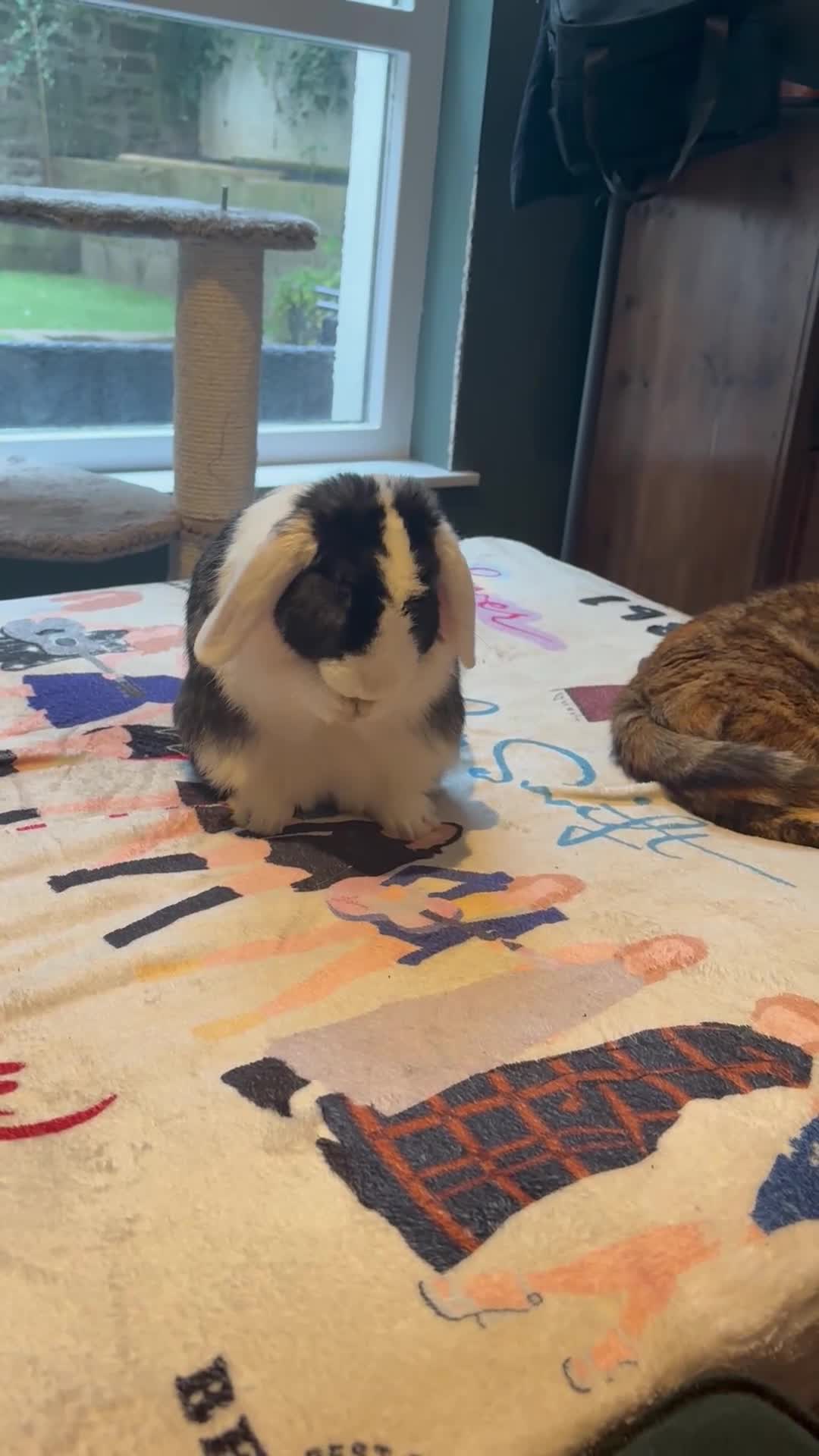 Mixed Breed rabbits for sale: Beautiful male rabbit looking for a new home - Video 1