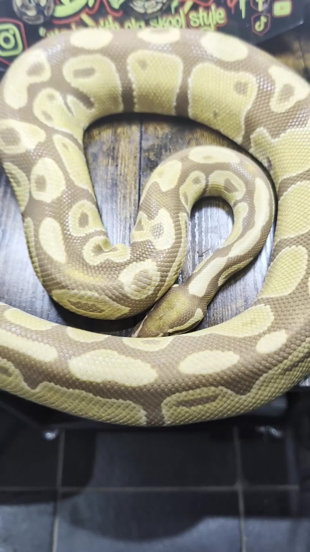 Python Snake reptiles for sale: Ultramel male - Video 1