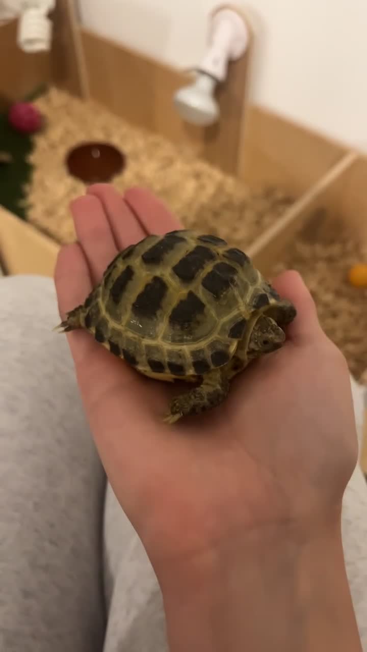 Tortoise reptiles for sale: Horsefield Tortoise and Set Up  - Video 1