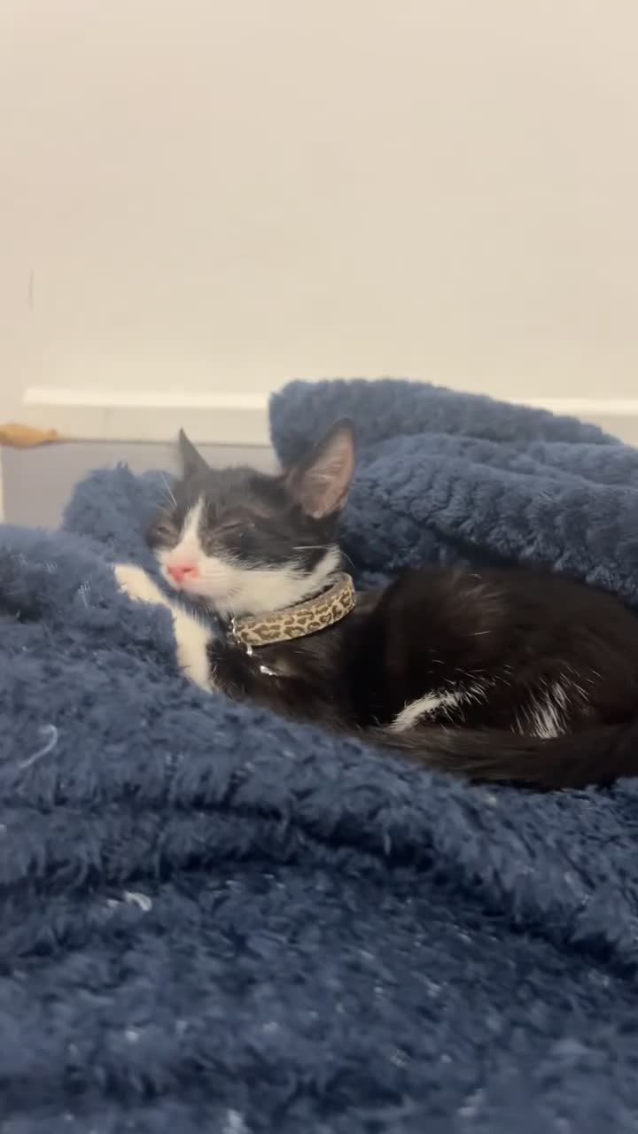 Mixed Breed cats for sale: Kitten  in London - Video 2