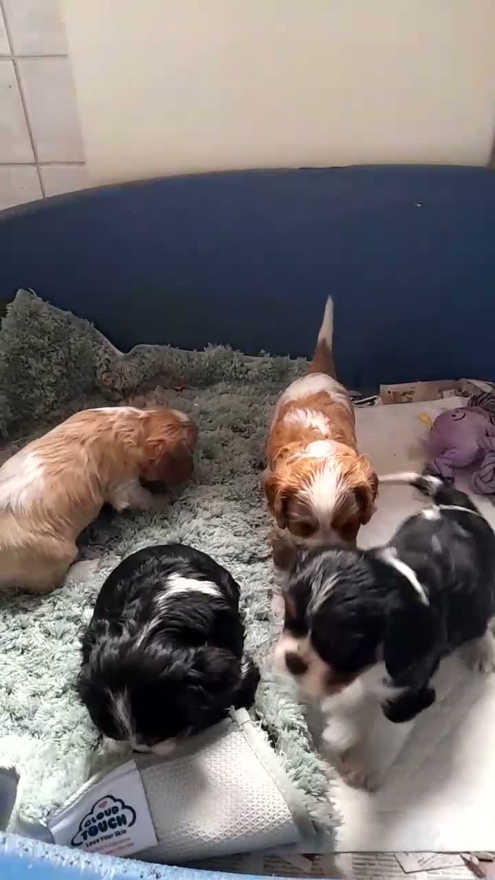 Cavalier King Charles Spaniel dogs for sale: Cavalier king charles pups - Video 2