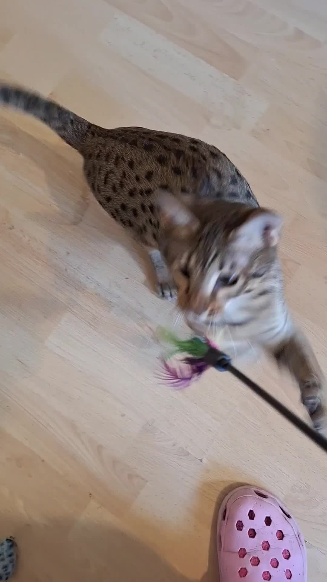 Savannah cats for sale: SAVANNAH TICA SBTF7 MARS HUGE BOY LIVELY & FUN in Mexborough - Video 2