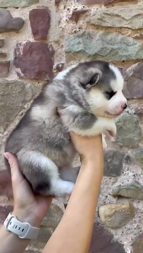 Pomsky dogs for sale: Genuine Celtic Star F3 Pomskies Available  - Video 1