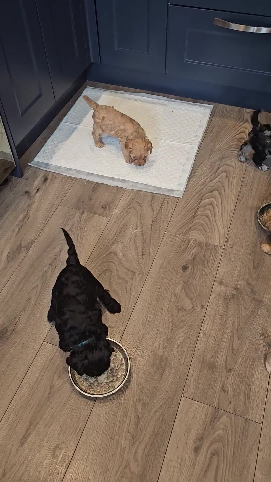 Cavapoo dogs for sale: 🐾 Gorgeous Health Tested F1 Cavapoo Puppies 🐶🐾 - Video 2