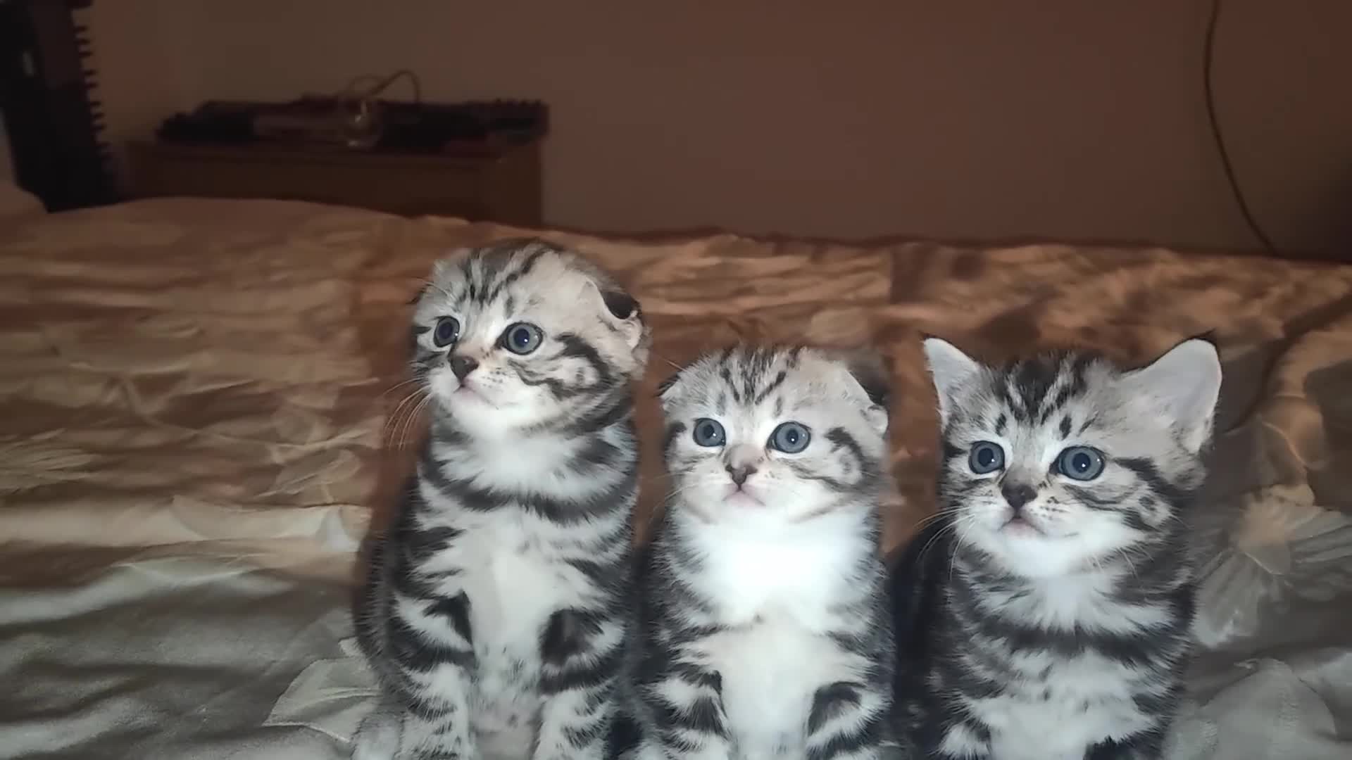 Mixed Breed cats for sale: Lovely kittens  - Video 1