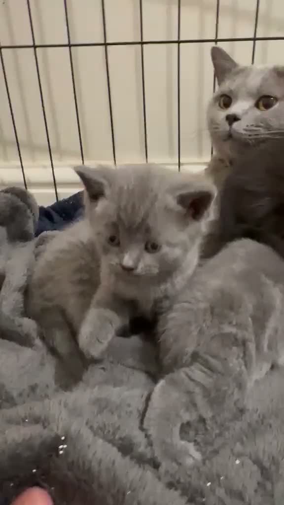 Mixed Breed cats for sale: Beautiful British Shorthair × Tuxedo Kittens in Peterborough - Video 1