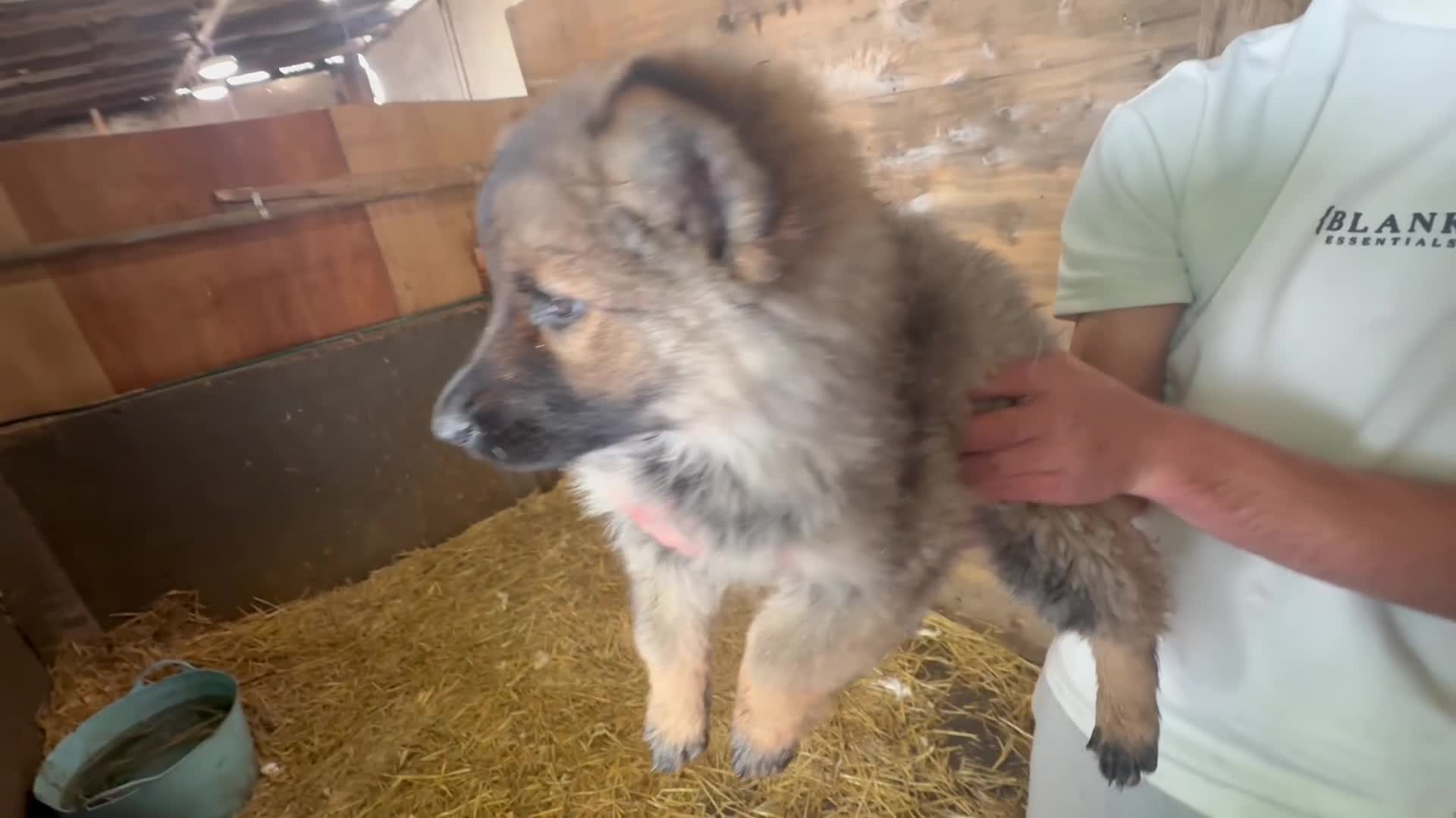 German Shepherd dogs for sale: Blue sable German shepherds  - Video 2