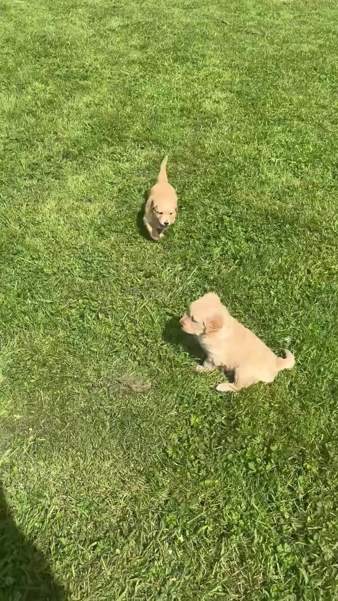 Golden Retriever dogs for sale: 1 Gorgeous Golden Retriever  Health Tested  - Video 1