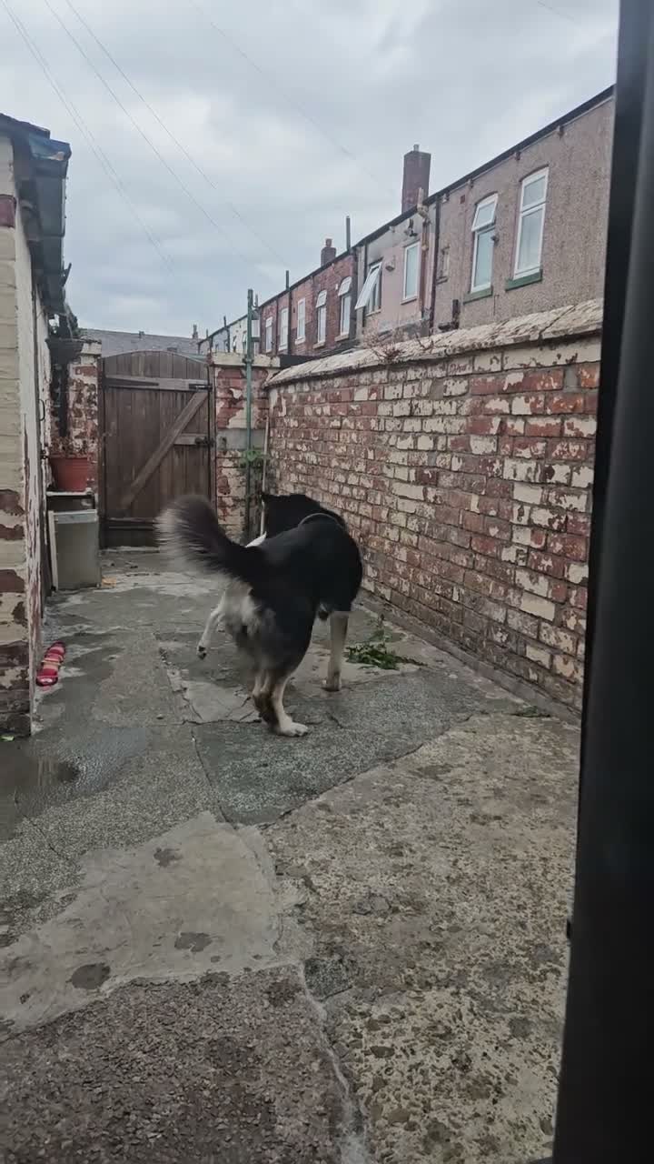 Mixed Breed dogs for sale: rare cross breed - Japnese akita × husky/tibetan  - Video 1