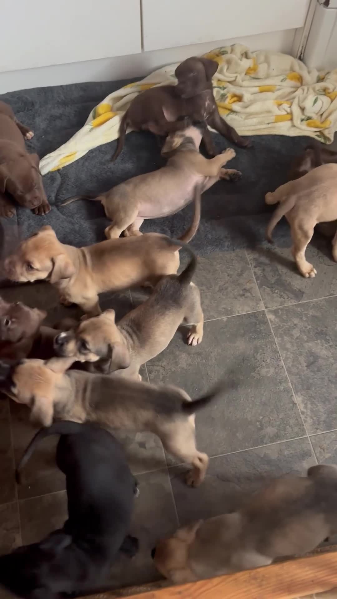 Mixed Breed dogs for sale: Bull presa pups  - Video 4