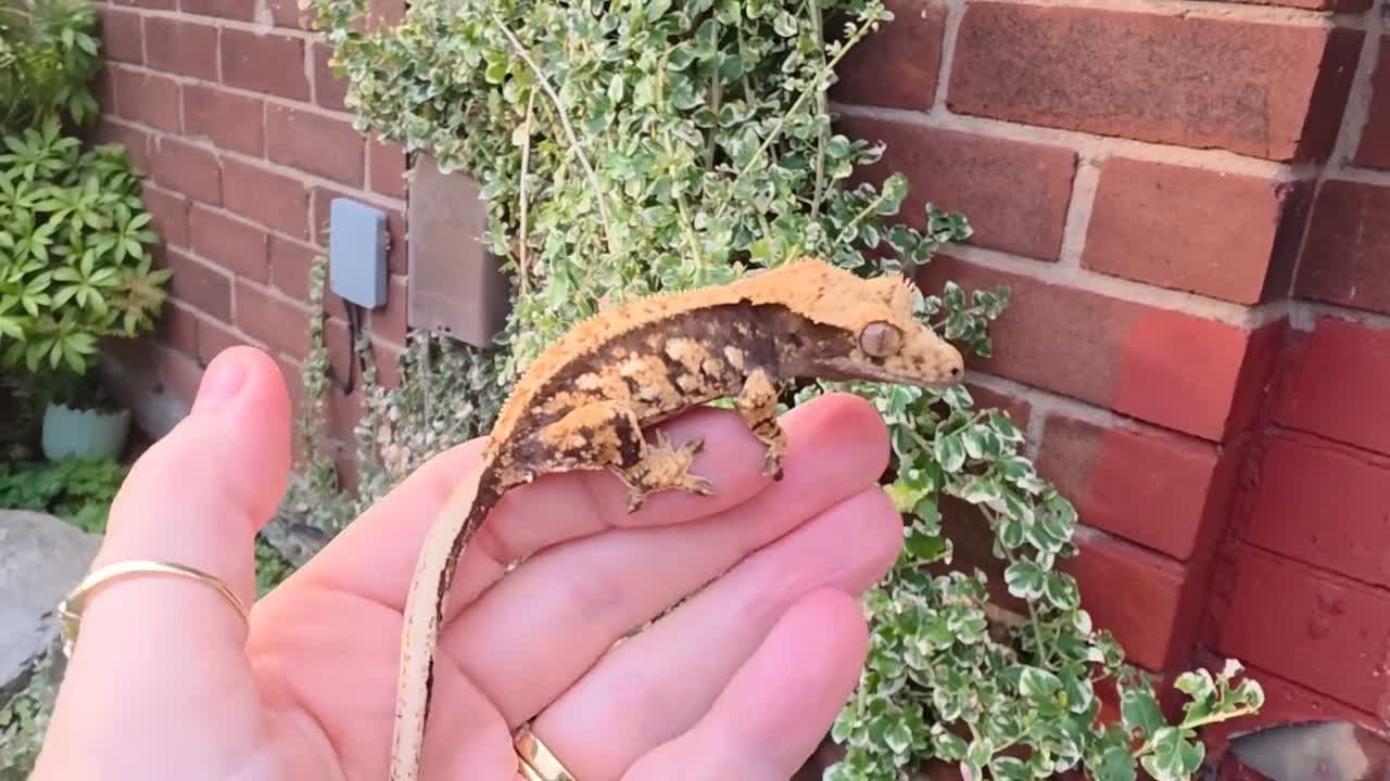 Gecko reptiles for sale: Various crested geckos  - Video 1