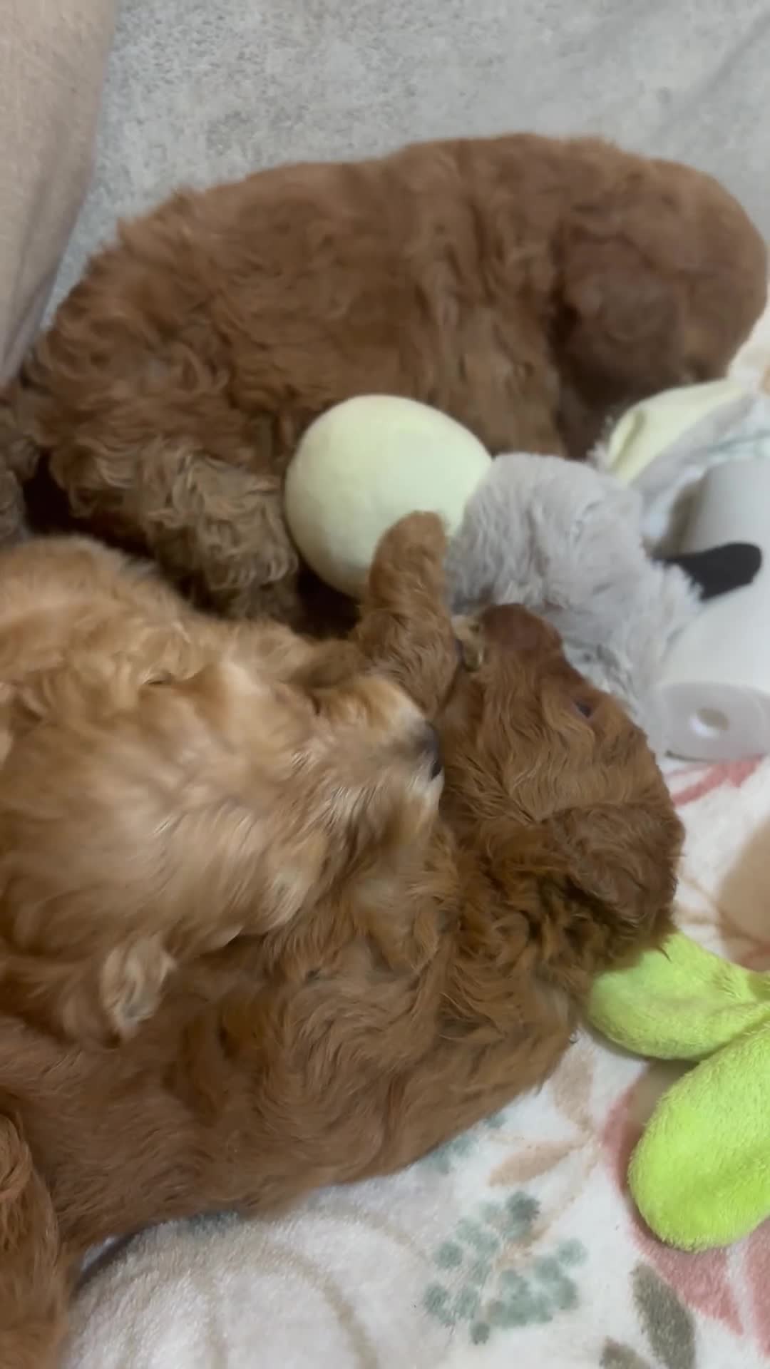 Cockapoo dogs for sale: Beautiful cockapoo puppies  in Montrose - Video 1
