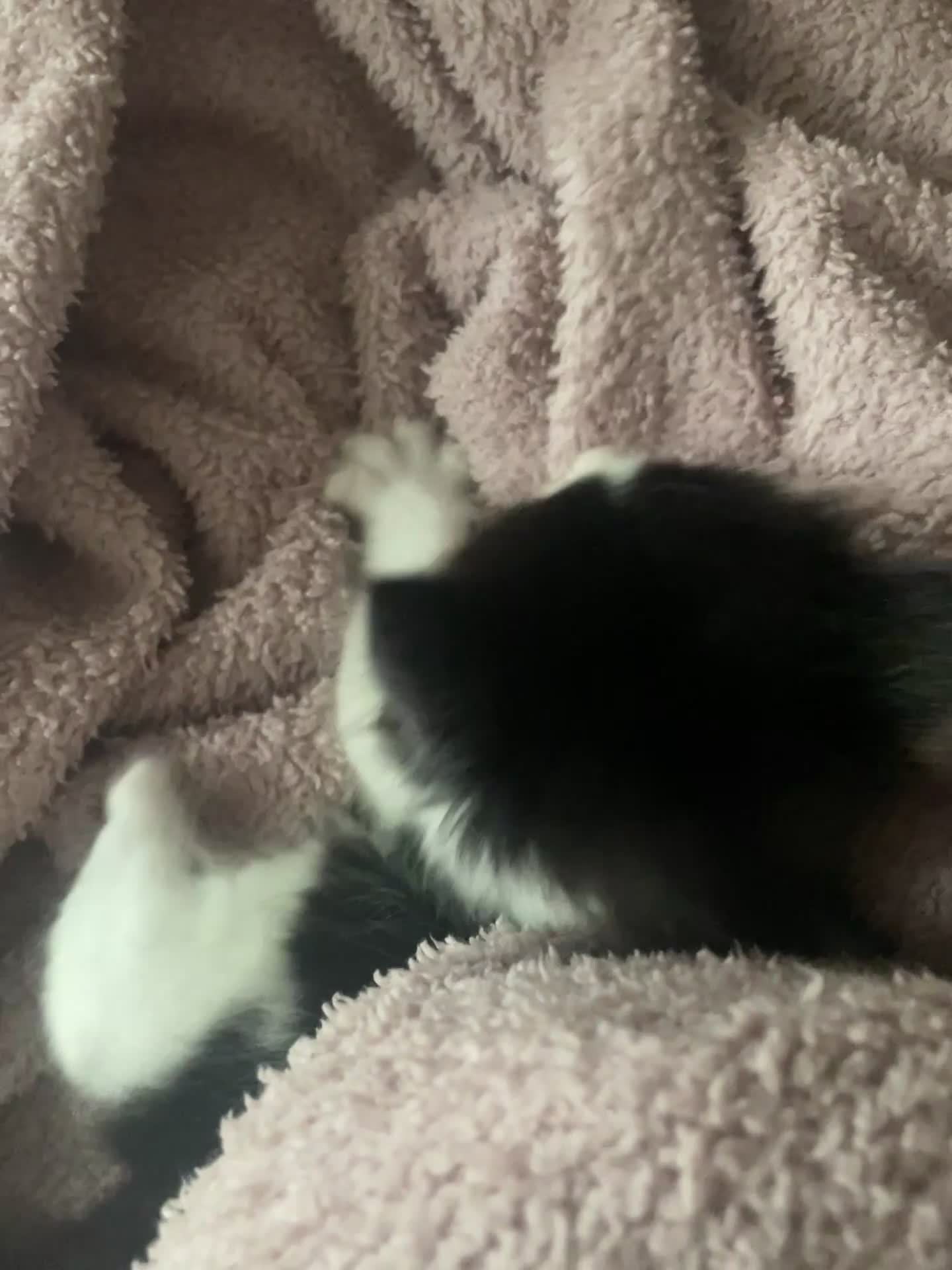 Turkish Van cats for sale: 5 gorgeous kittens ready now - Video 1
