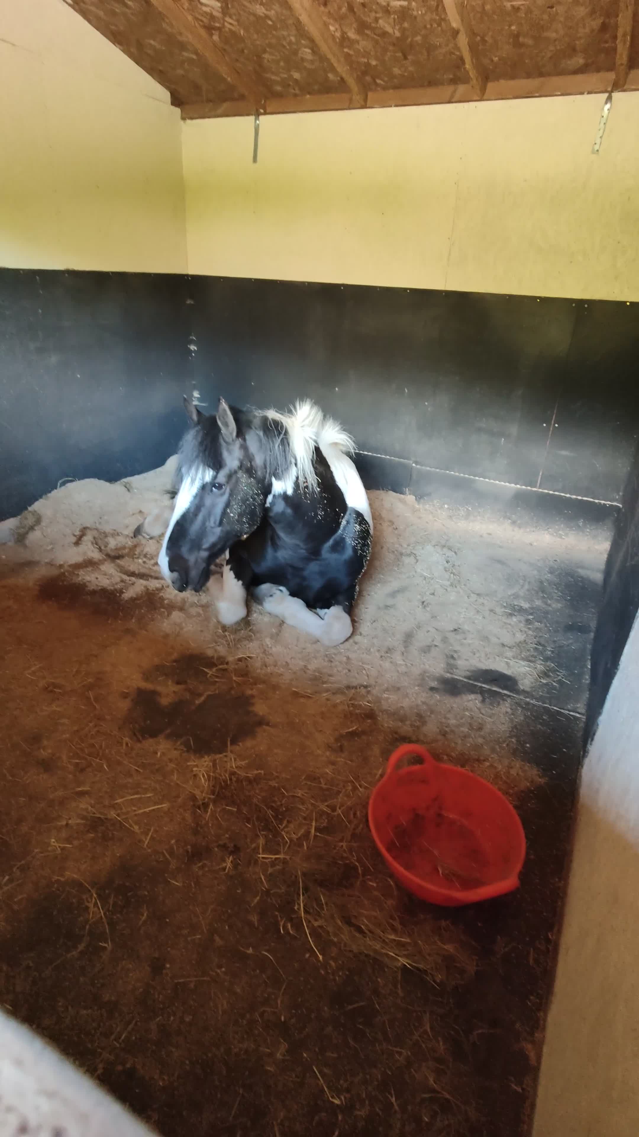 Irish Cob horses for sale: 8yo cob x project in Lancaster - Video 2