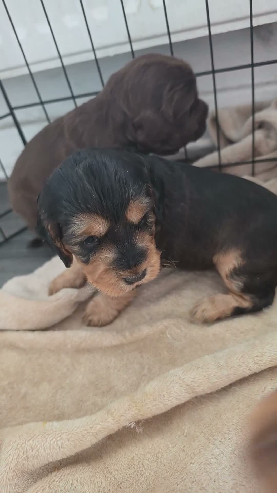 Cocker Spaniel dogs for sale: Beautiful cocker girl  - Video 5