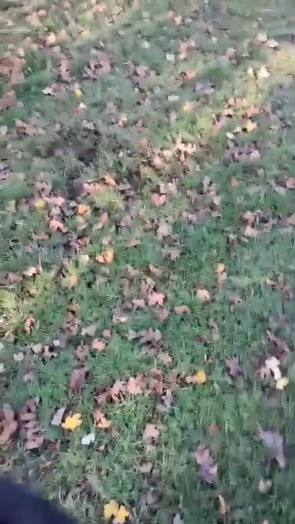 Mixed Breed dogs for adoption: CARA  - Video 5