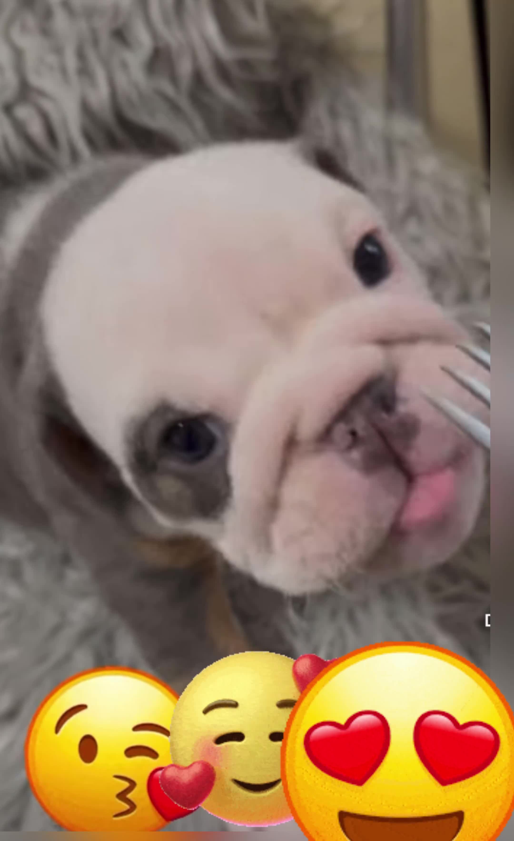 English Bulldog dogs for sale: English bulldogs pup - Video 3