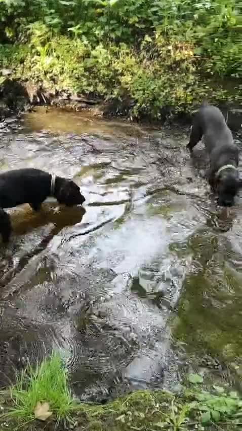 Cane Corso dogs for sale: ⭐️Cane Corso Pups⭐️Pure Championship Genes🏆 - Video 3